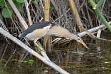 17 Little-Bittern-(10)-web.jpg