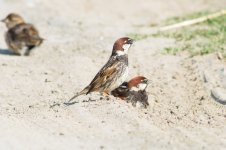 18 Spanish-Sparrow-(12)-web.jpg