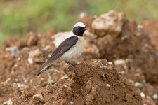 19 Black-eared-Wheatear-(1)-web.jpg