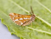 Bordered-White.jpg