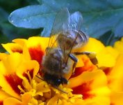 poss hoverfly 007.jpg