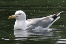 gull2.jpg