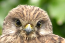 kestrel juv rathcor aug 06.jpg