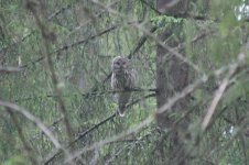 Ural Owl - adult thumb 1.jpg