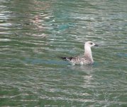 Immature Gull in Turkey.jpg