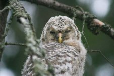 Ural Owl - chick thumb 1.jpg
