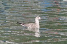 Immature Gull.jpg