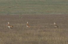 Great Bustards.jpg