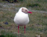 laucistic-black-headed-gull.jpg