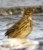 meadow pipit crusietown sept 06.jpg