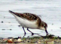 little stint 2 crusietwon sept 06.jpg