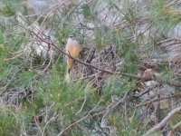 2014.05.30 Rock Bunting.JPG