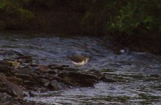 Rockies Sandpiper.jpg