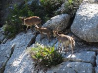 2014.05.30 Spanish Ibex.JPG