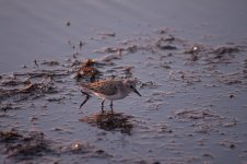 Elk Island Sandpiper2.jpg