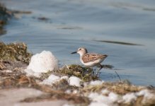 Elk Island Sandpiper3.jpg