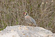 20 Chukar-(3)-web.jpg