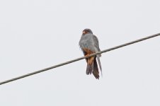 21 Red-footed-Falcon-(6)-web.jpg