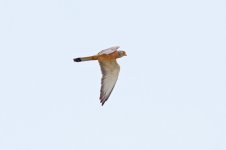 22 Lesser-Kestrel-(3)-web.jpg