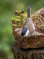 Birds on stump 1 small.jpg