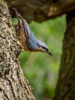 Birds on stump 2 small.jpg