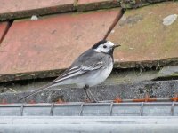 Pied-Wagtail_9719.jpg