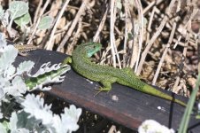 2014_05_03 (3)_Green_Lizard_and_Wall_Lizard (800x533).jpg