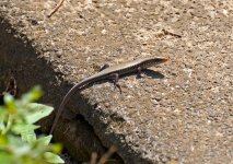 Unidentified_Skink1-0628.jpg