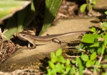 Unidentified_Skink2-0818.jpg