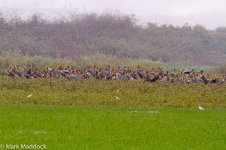 2014-05-03_IMG_0034_Deepor Beel_Greater Adjutant.jpg