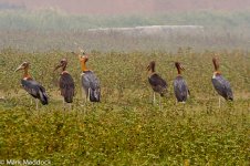 2014-05-03_IMG_0116_Deepor Beel_Greater Adjutant.jpg