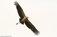 2014-05-03_IMG_0158_Deepor Beel_Greater Adjutant.jpg