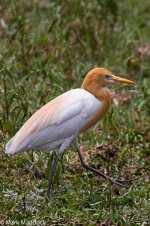 2014-05-03_IMG_0085_Deepor Beel_Eastern Cattle Egret.jpg