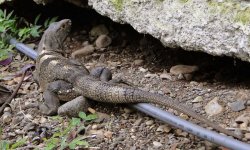 000 Lizard - Costa Rica Puntarenus - 10Nov17 - 10-113.jpg