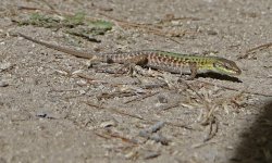 000 Lizard - Croatia Split - Krka Waterfalls - 11Oct12 - 13-446.jpg