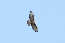 25 Steppe Buzzard (8)-web.jpg