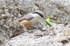 26 Rock-Nuthatch,-Kaunos-(28)-web.jpg