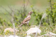 27 Wryneck-(2)-web.jpg