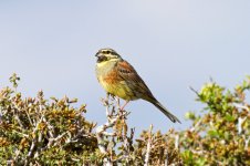 31 Cirl-Bunting-(2)-web.jpg