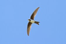 33 Alpine-Swift,-Tepearasi-(7)-web.jpg