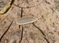 Common-Footman.jpg