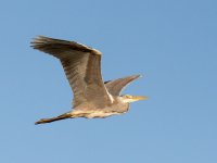 Grey Heron (Ardea cinerea)_23.jpg