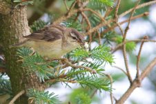 RS_Sedge Warbler?.jpg