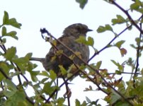 dunnock guess.JPG