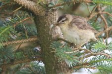 RS_Sedge Warbler? (1).jpg