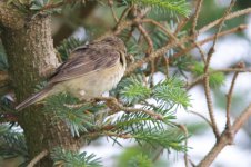 RS_Sedge Warbler? (2).jpg