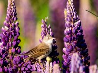 Common Whitethroat (Sylvia communis)_2.jpg