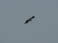 2014.07.27 Booted Eagle.JPG
