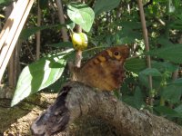 Speckled Wood.jpg