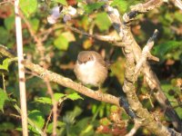 Sardinian Warbler0.jpg